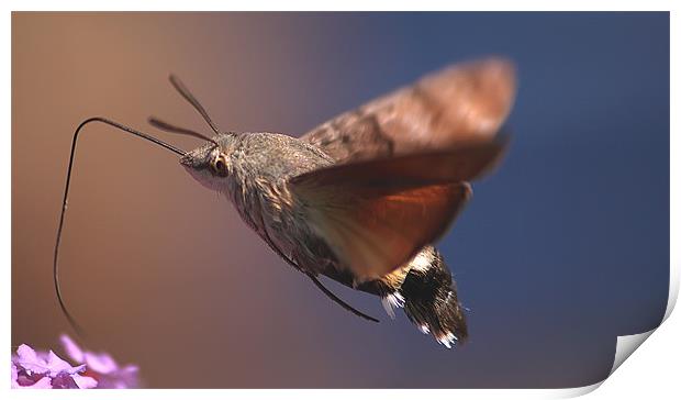 Hummingbird Moth Print by Simon Gladwin
