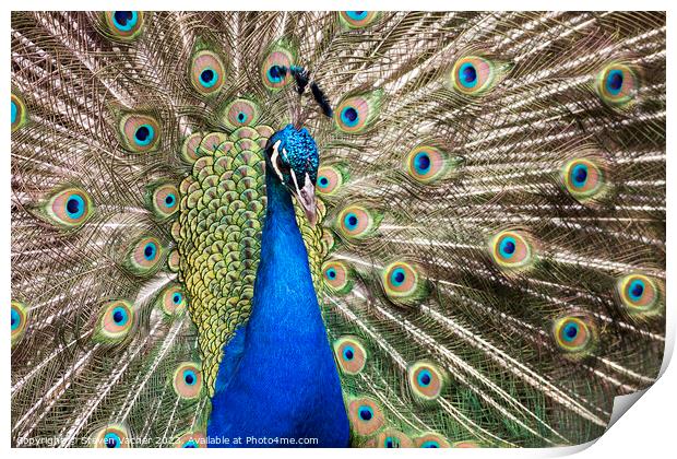Beautiful Royal Blue Peacock Print by Steven Vacher