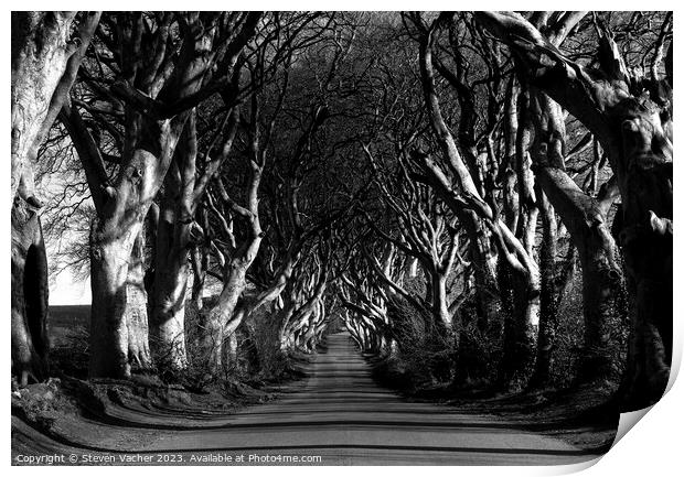 Dark Hedges in black and white Print by Steven Vacher