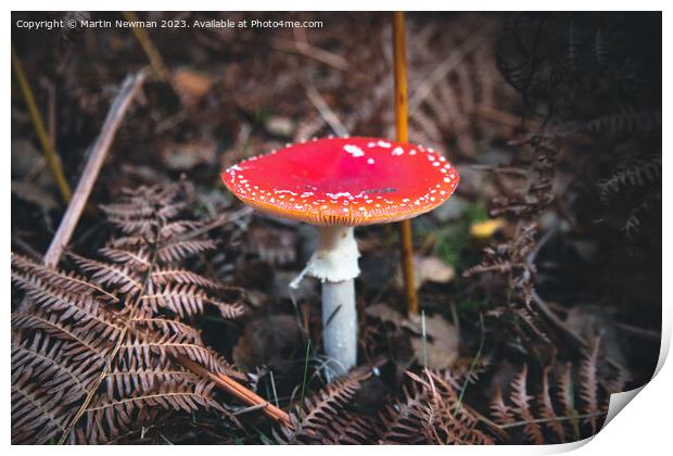 Fly Agaric Print by Martin Newman