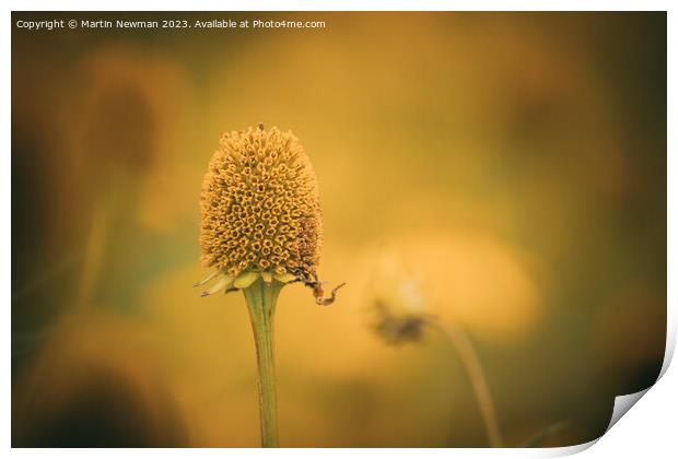 Yellow Flowering Plant Print by Martin Newman