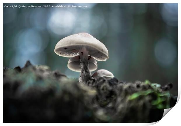 Forest Floor Fungi Print by Martin Newman