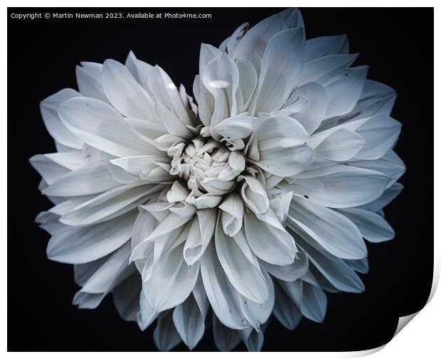White Flower Petals Print by Martin Newman