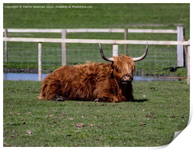 Animal  Print by Martin Newman