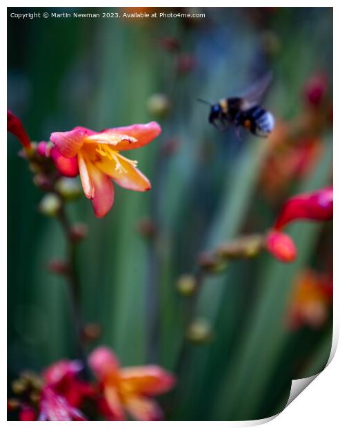 Bumblebee landing on a flower Print by Martin Newman