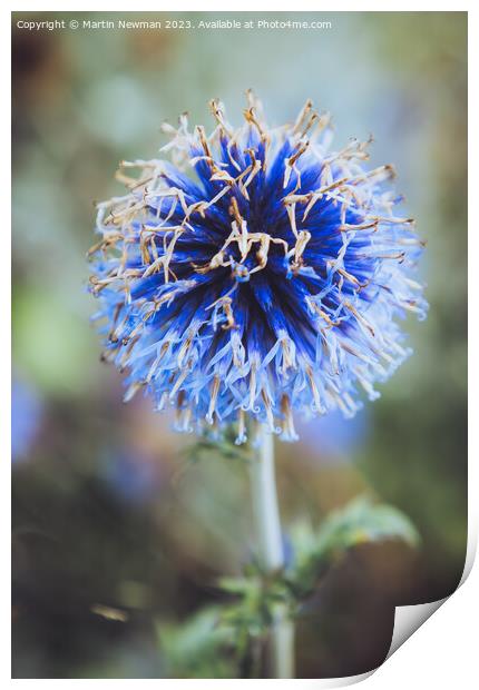 Southern Globethistle Print by Martin Newman