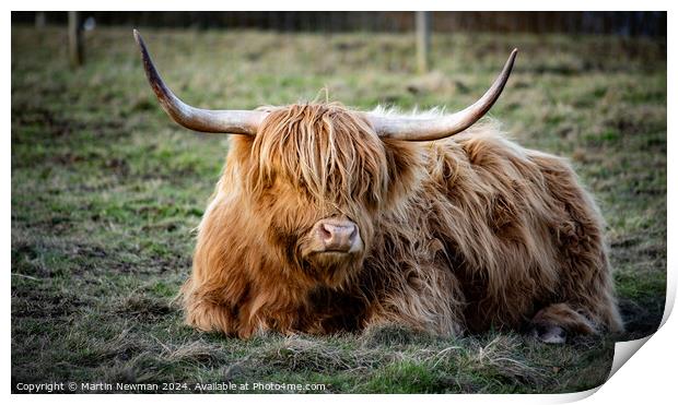 Highland Cow Print by Martin Newman