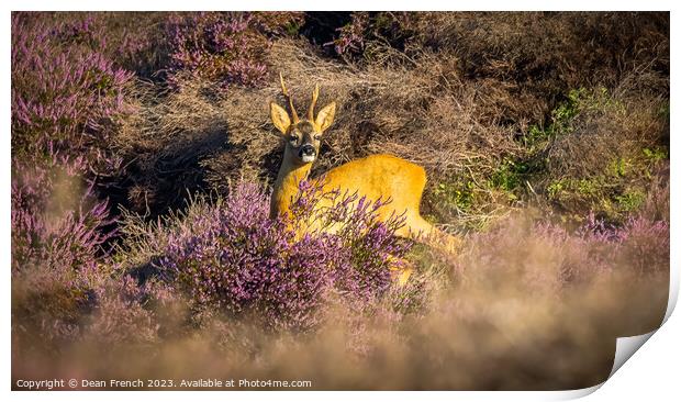 Deer In Heather Print by Dean French