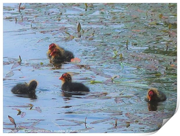 Meandering Baby Coots  Print by Charlotte Radford