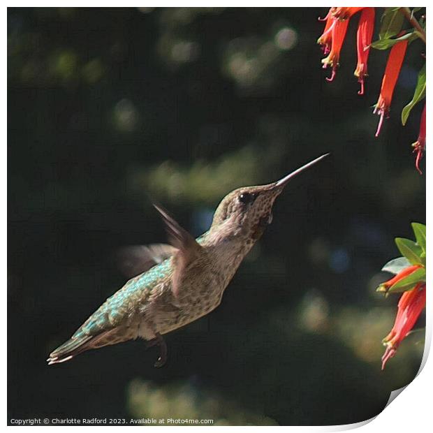 Flight of a Hummingbird  Print by Charlotte Radford