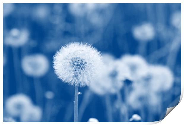 Field of dandelion seeds blowing, stems and white fluffy dandelions ready to blow Print by Virginija Vaidakaviciene