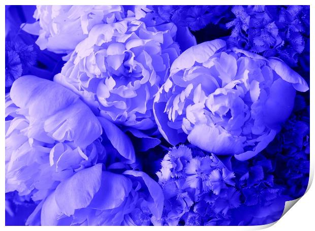Beautiful spring pattern background with blue flower . Close up of peony flower Print by Virginija Vaidakaviciene