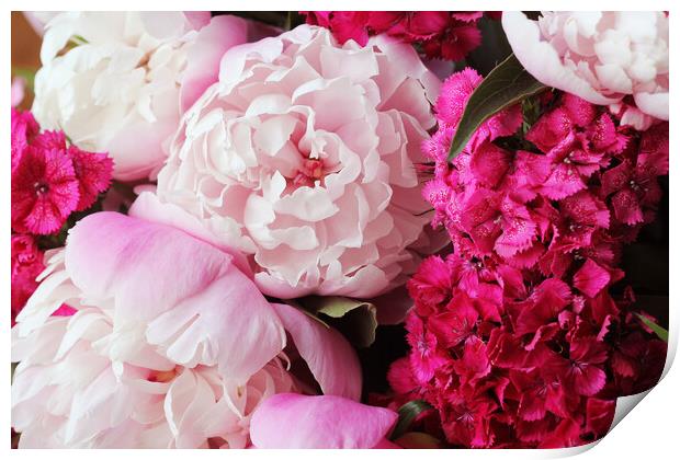 Beautiful summer flowers. Bouquet of pink peony and William background. Print by Virginija Vaidakaviciene
