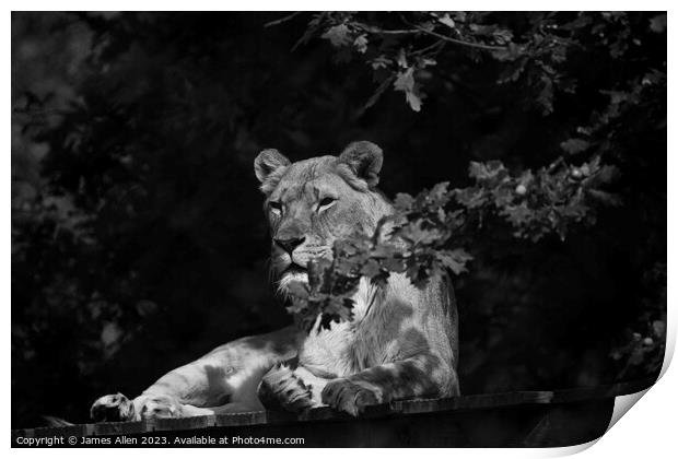 Lions  Print by James Allen