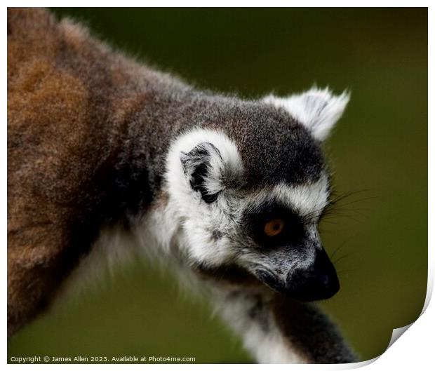 Lemurs  Print by James Allen