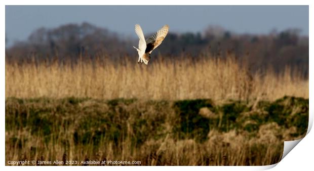 Barn Owls  Print by James Allen