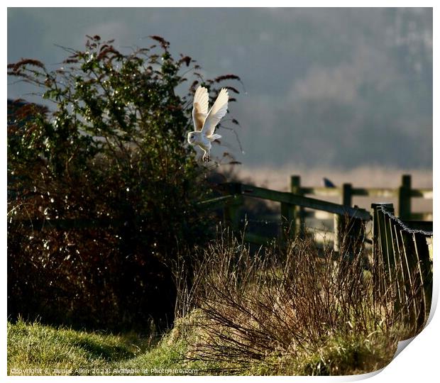 Barn Owls  Print by James Allen