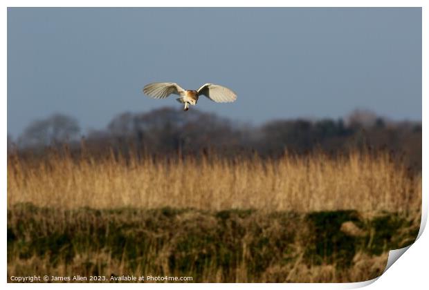 Barn Owls  Print by James Allen