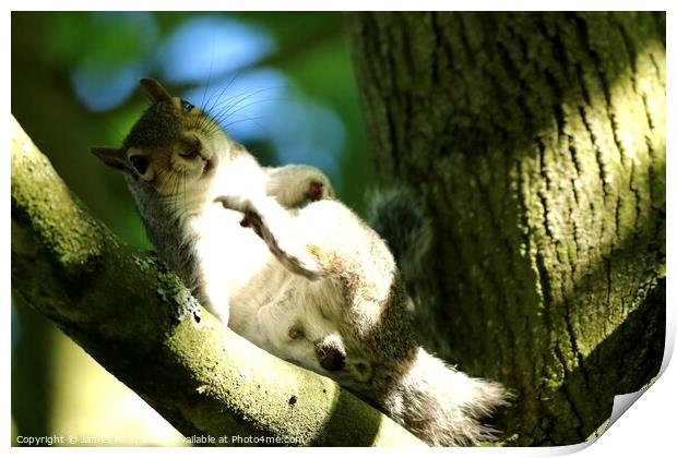 Squirrel  Print by James Allen