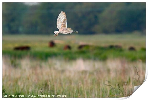 Barn Owls  Print by James Allen