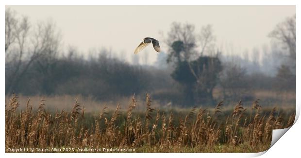 Barn Owls  Print by James Allen