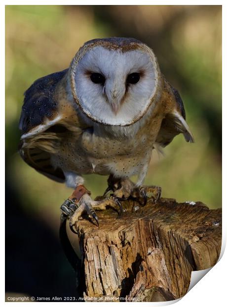 Barn Owls  Print by James Allen