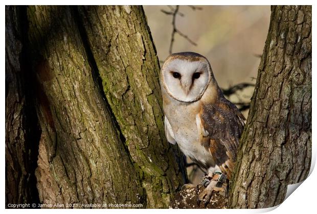 Barn Owls  Print by James Allen