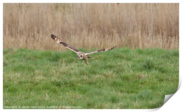 Short Eared Owls  Print by James Allen