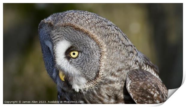 Great Grey Owl  Print by James Allen