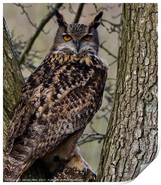Owls  Print by James Allen