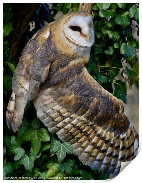 Barn Owl  Print by James Allen