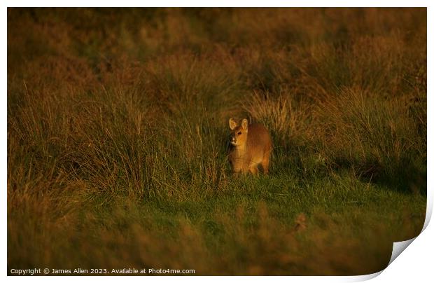 Deer looking into the Evening Sun Print by James Allen