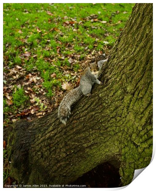 Grey Squirrel In a Tree  Print by James Allen