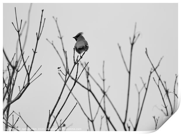 Waxwings Print by James Allen