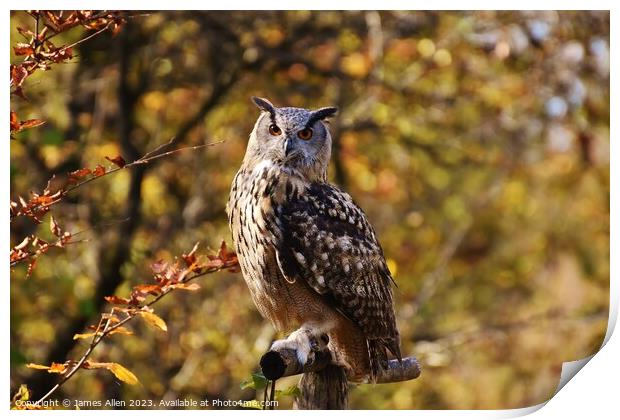 Short Eared Owl  Print by James Allen