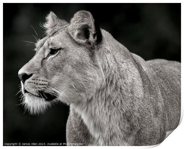 Beautiful lion staring into the distance  Print by James Allen