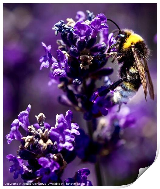 Bee closeup Print by James Allen
