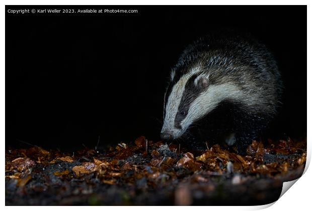 A Badger in the woods Print by Karl Weller