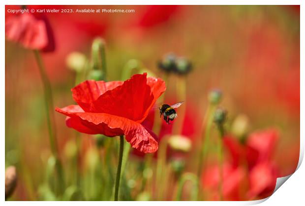 A Bee flying towards a bright red Poppy Print by Karl Weller