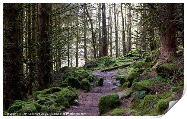 Moss covered forest Print by Iain Lockhart