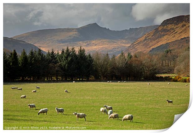 Grazing Sheep with Cir Mhor corbett mountain Isle  Print by Arch White