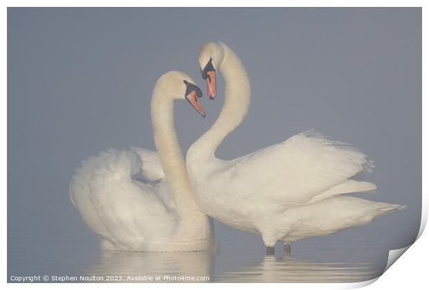 Swans on a misty lake Print by Stephen Noulton