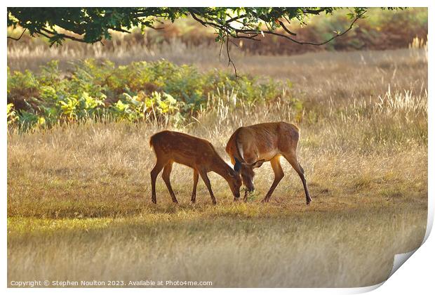 Two Friends (Red Deer and Fallow Deer) Print by Stephen Noulton