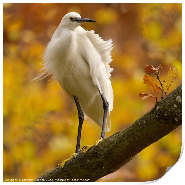 Little Egret in Autumn/Fall Print by Stephen Noulton