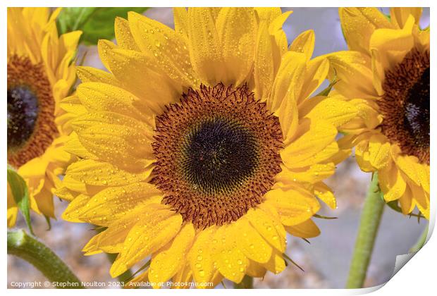 Sunflower  Print by Stephen Noulton