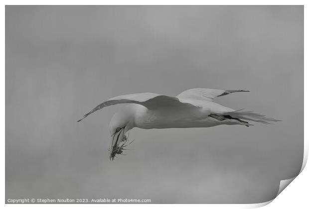 Northern Gannet Print by Stephen Noulton