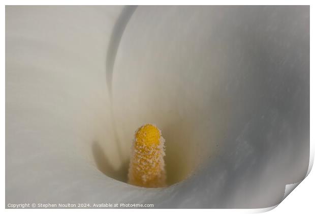 Calla Lily Print by Stephen Noulton