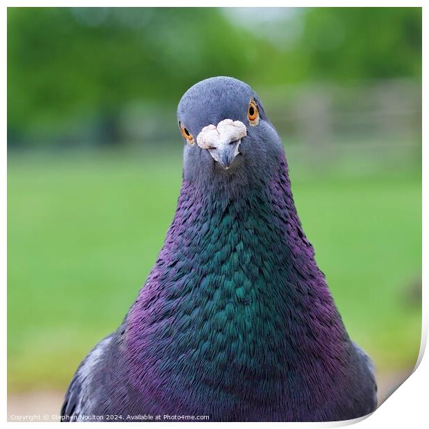 Pigeon the Photo Crasher Print by Stephen Noulton