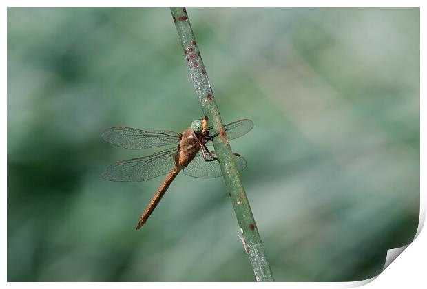 Green Hawker Dragonfly Print by Stephen Noulton