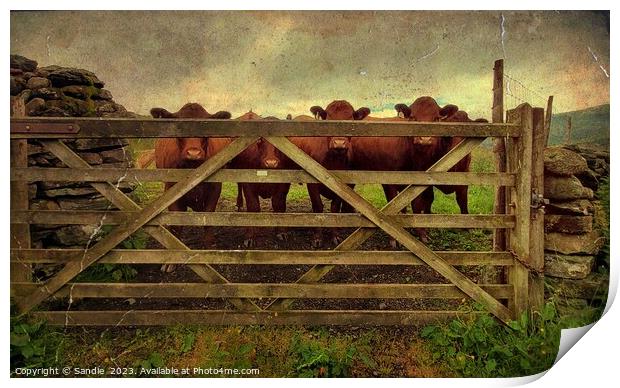 Curious Red Cows Through A Gate in Lake District Print by Sandie 
